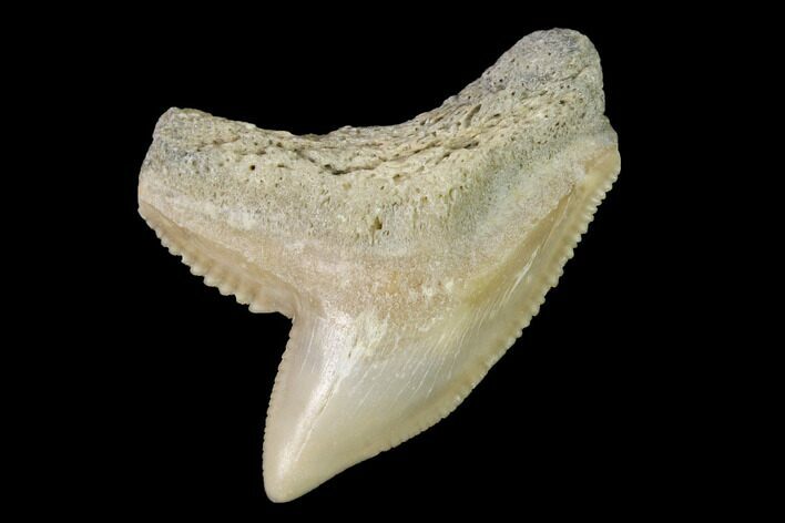 Fossil Tiger Shark (Galeocerdo) Tooth - Aurora, NC #143918